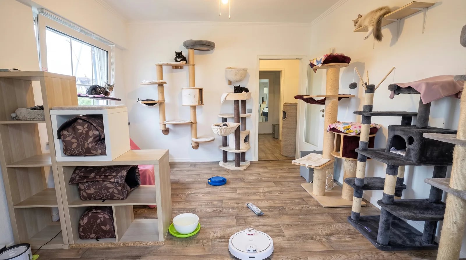 Offener Raum im Katzenhotel Bonn mit Kletterlandschaft und Katzen