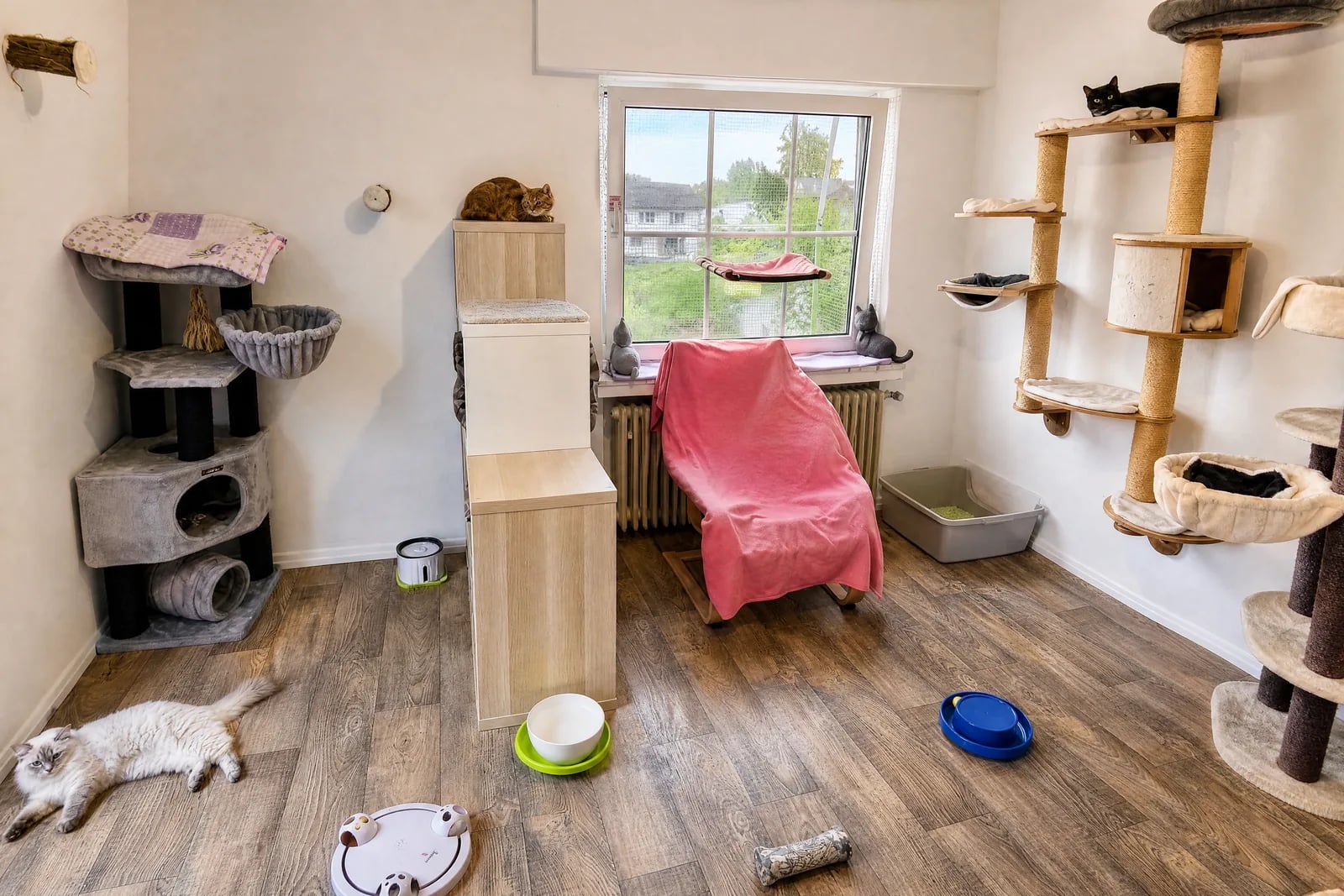 Katzen im Hotelbereich auf Kratzbäumen und Liegeflächen