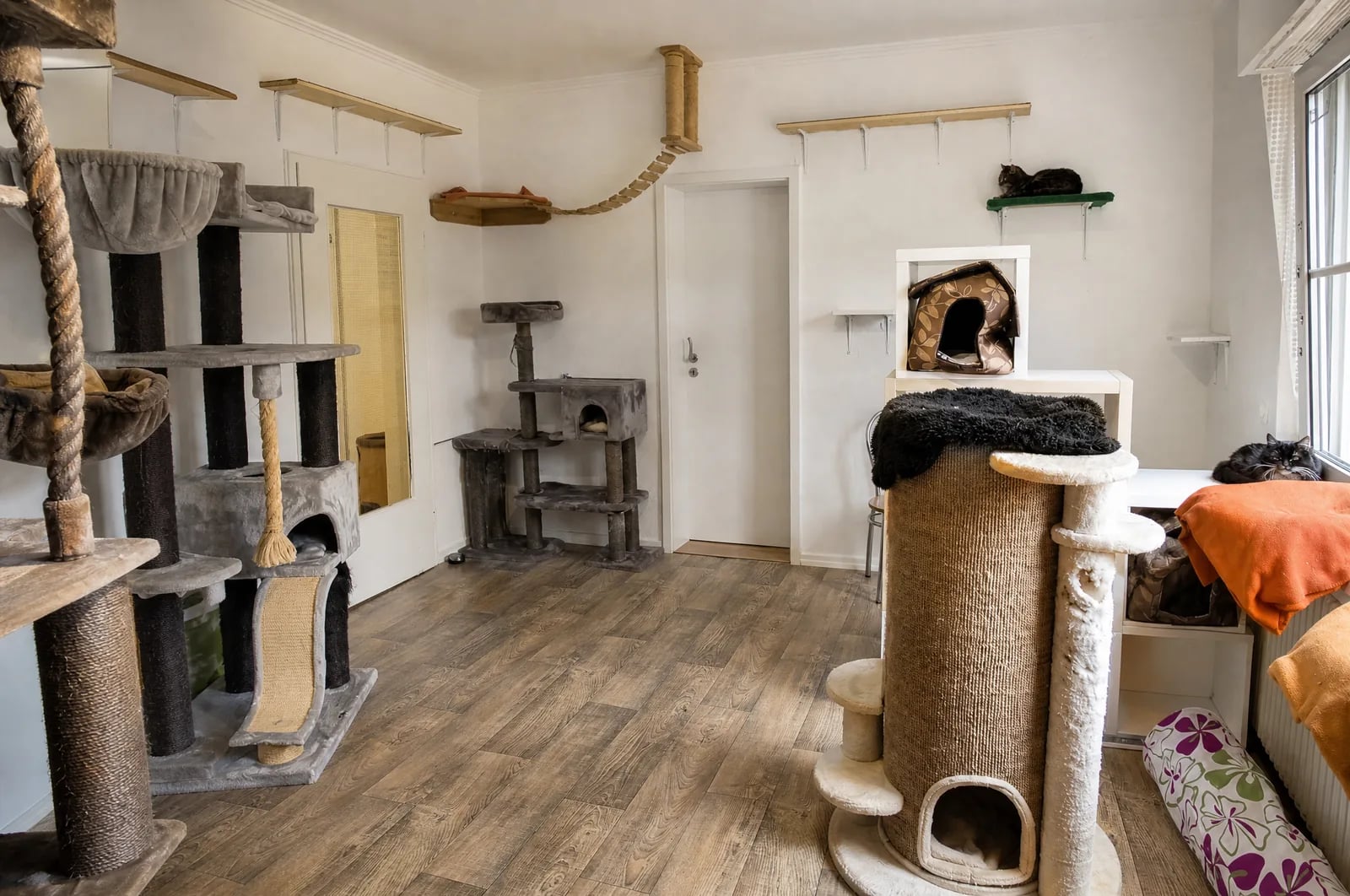 Katzenzimmer mit Wandstegen und hohen Klettermöglichkeiten