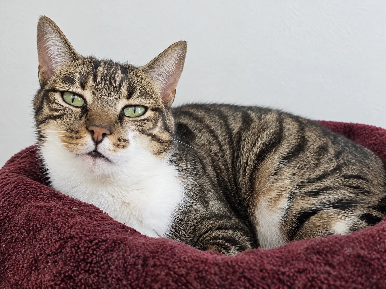 Getigerte Katze liegt aufmerksam auf einem roten Kissen