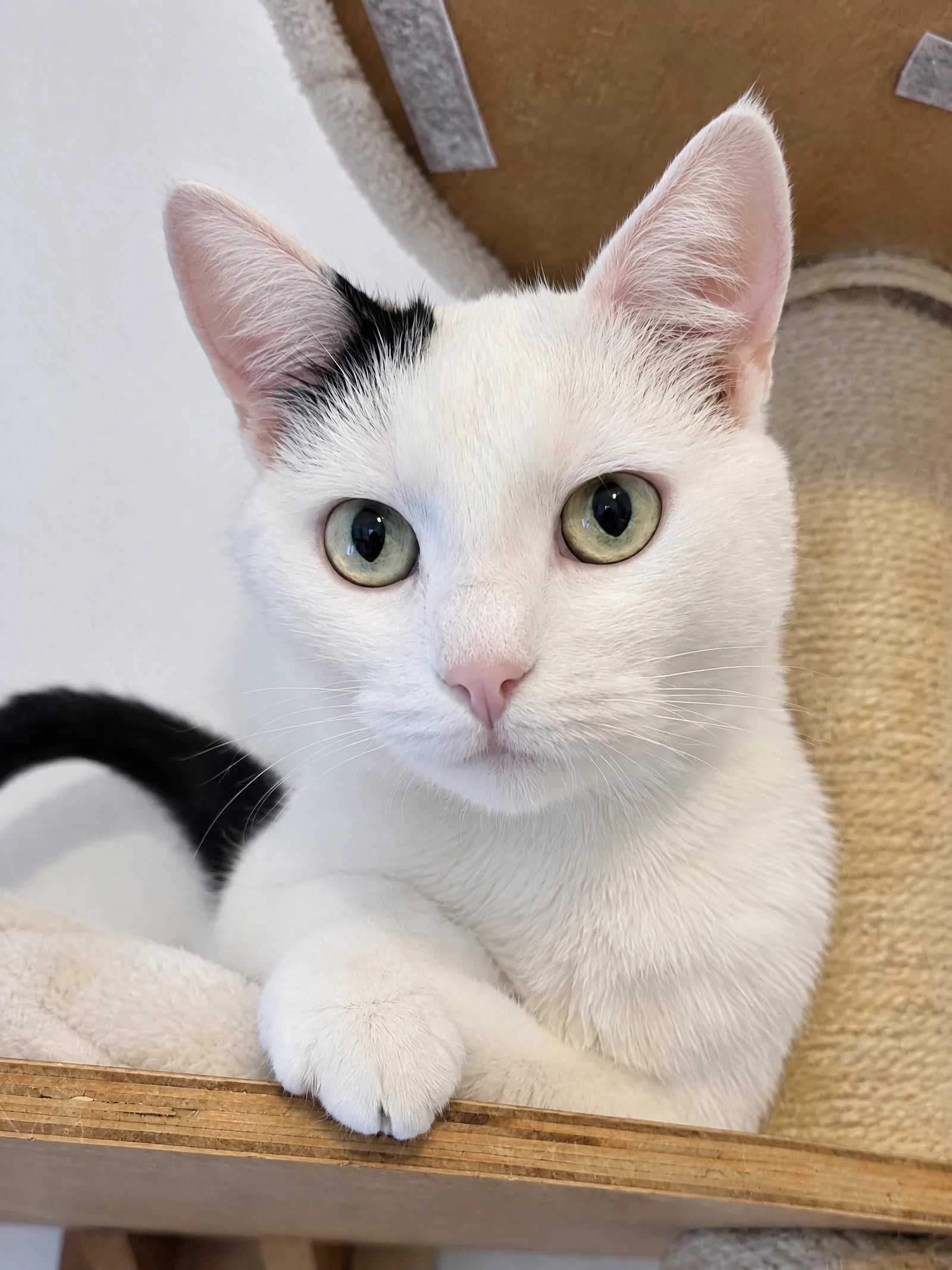 Katze in der Transportbox