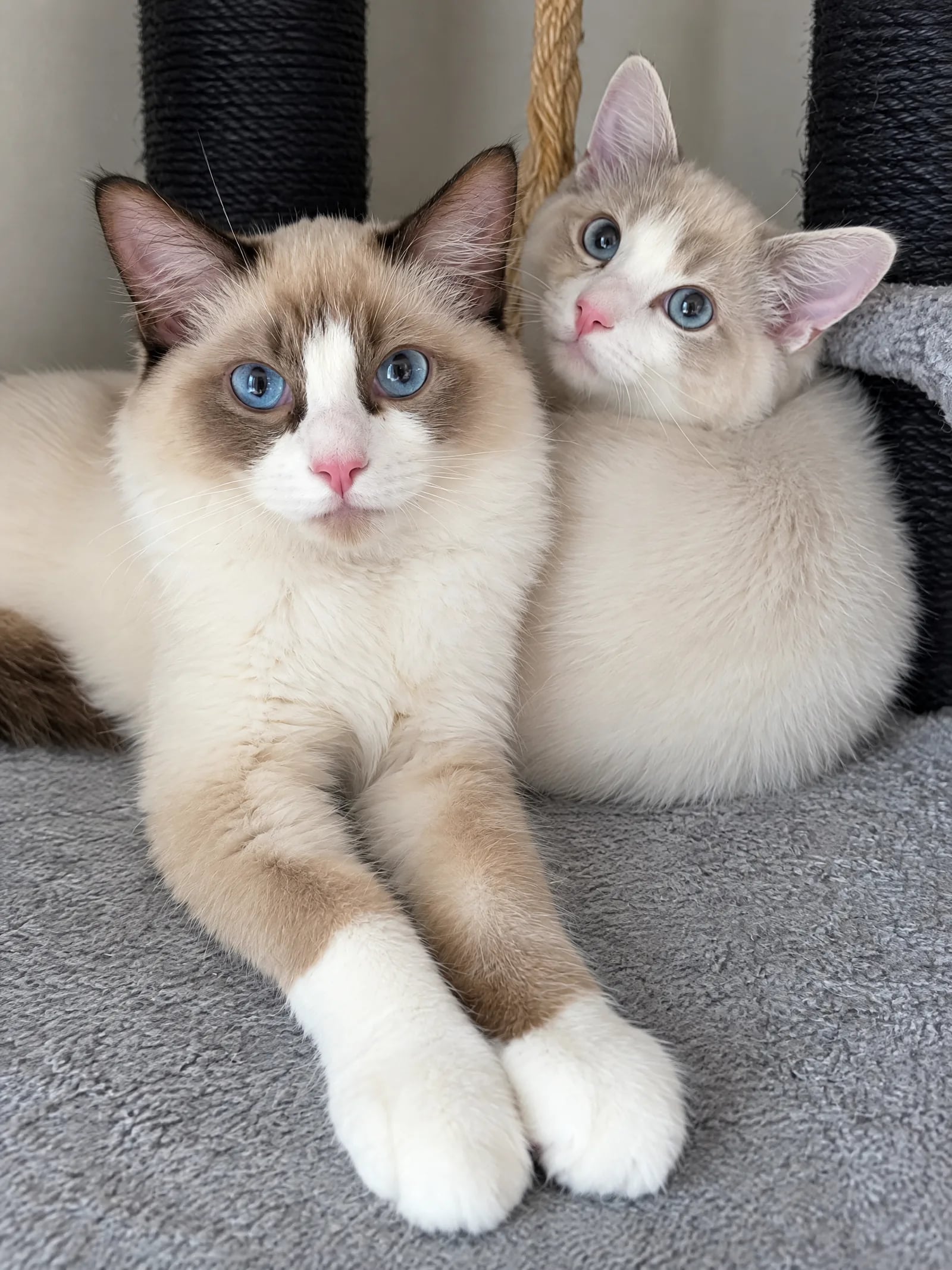 Zwei flauschige Katzen liegen eng nebeneinander