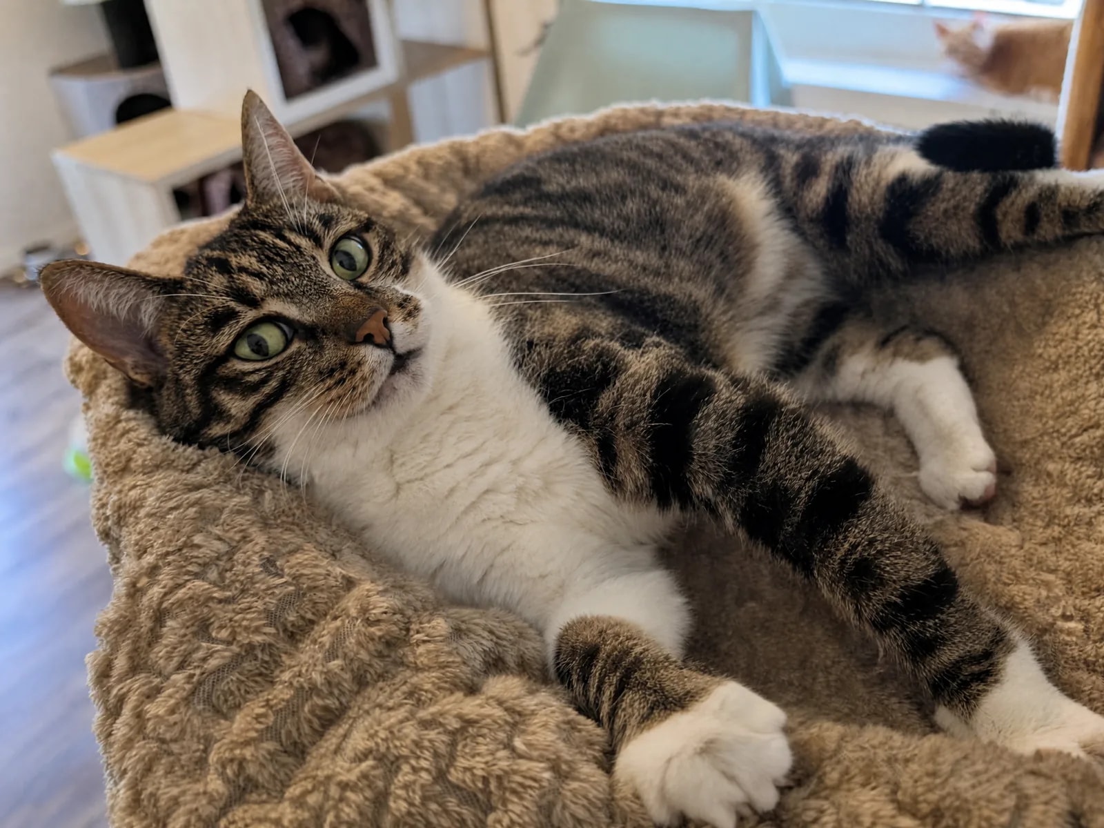 Entspannte Katze auf einem weichen Liegeplatz