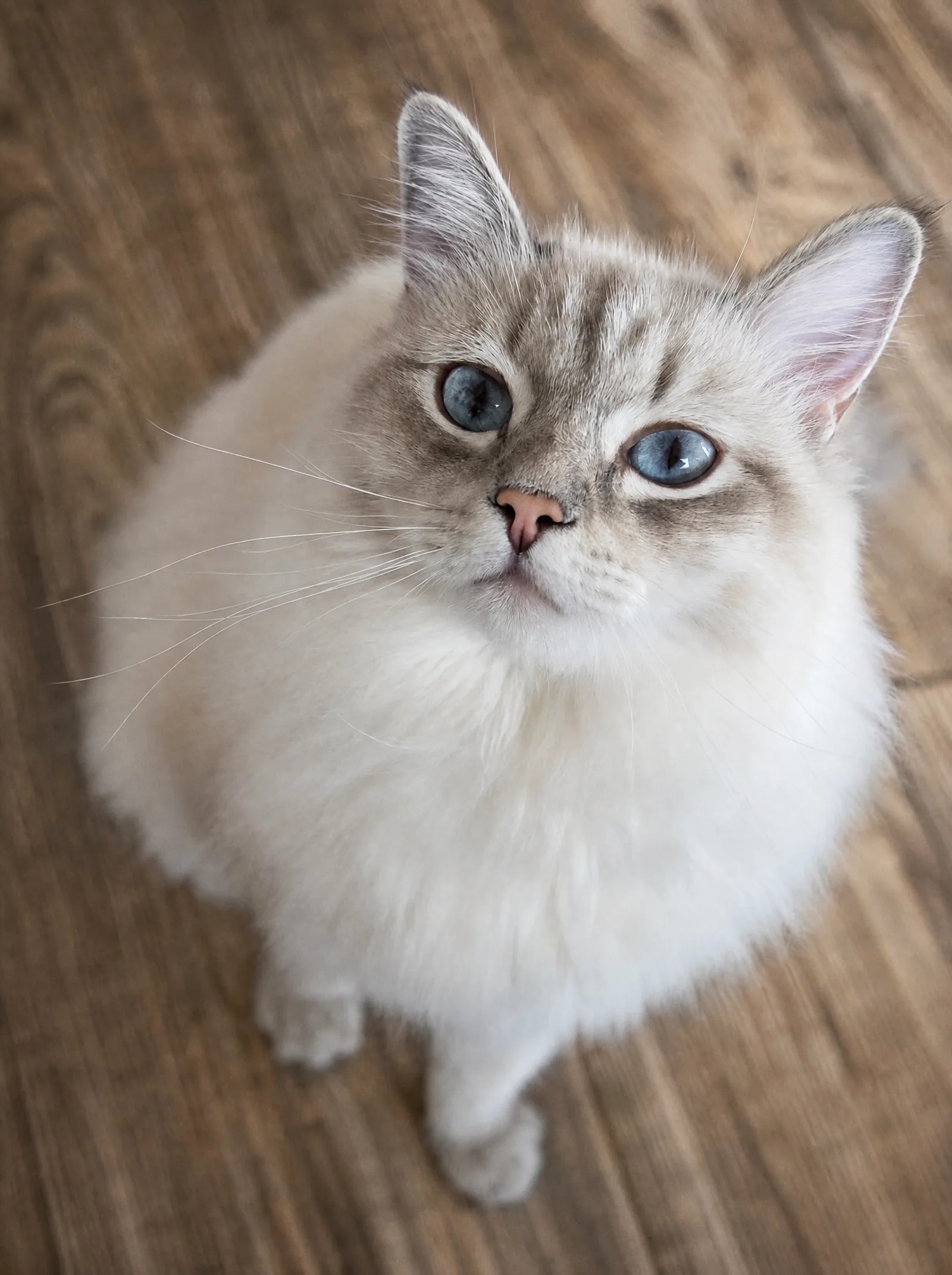 Aufmerksame Katze mit blauen Augen