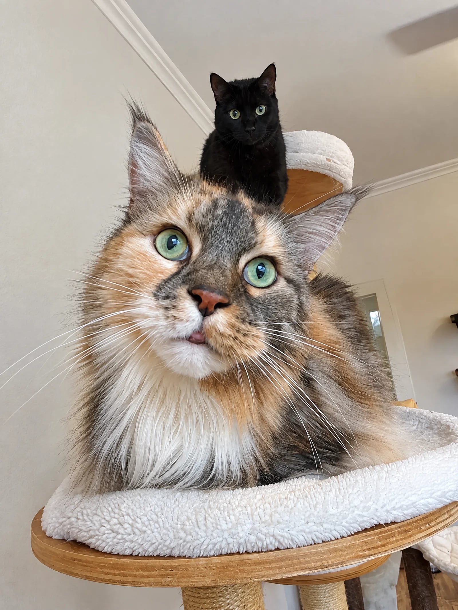 Katze sitzt aufgeregt am Fenster