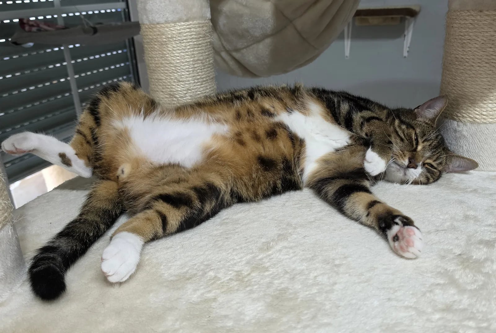 Katzen entspannen gemeinsam im Hotelbereich