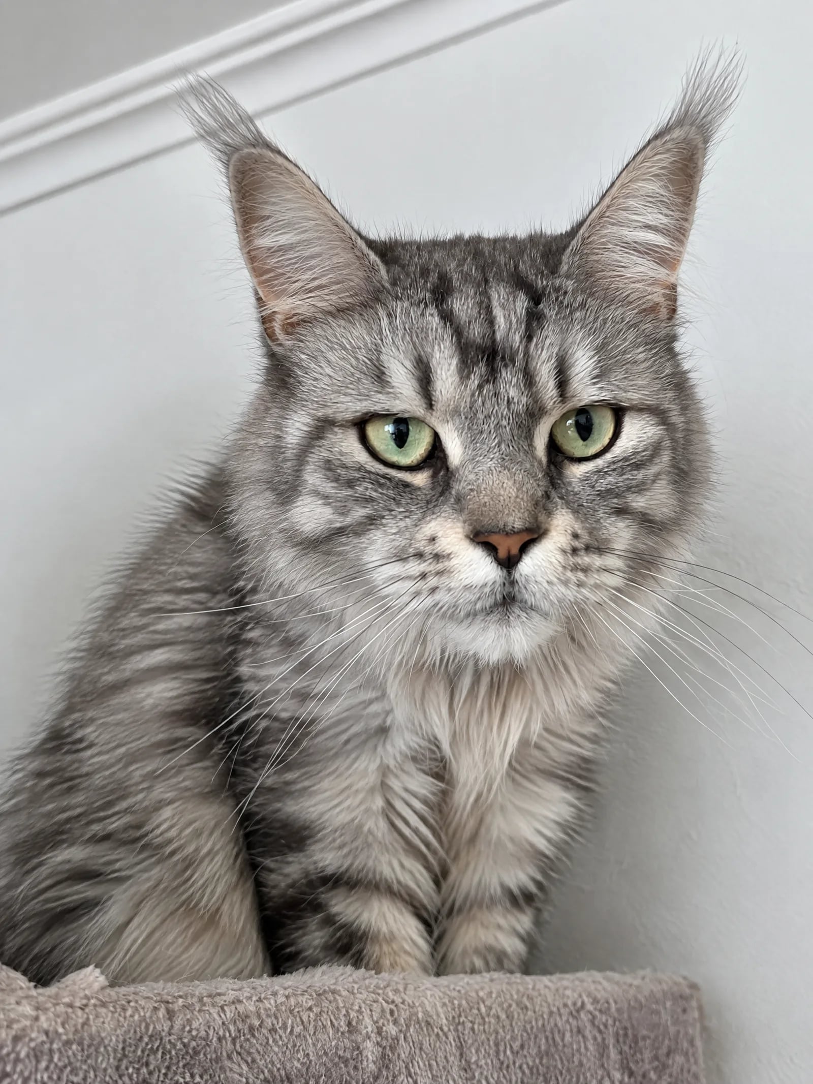 Katze in den ersten Tagen im Hotel