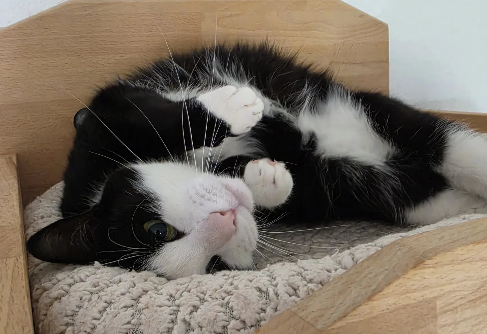 Schwarzweiße Katze liegt entspannt in einem Holzbett