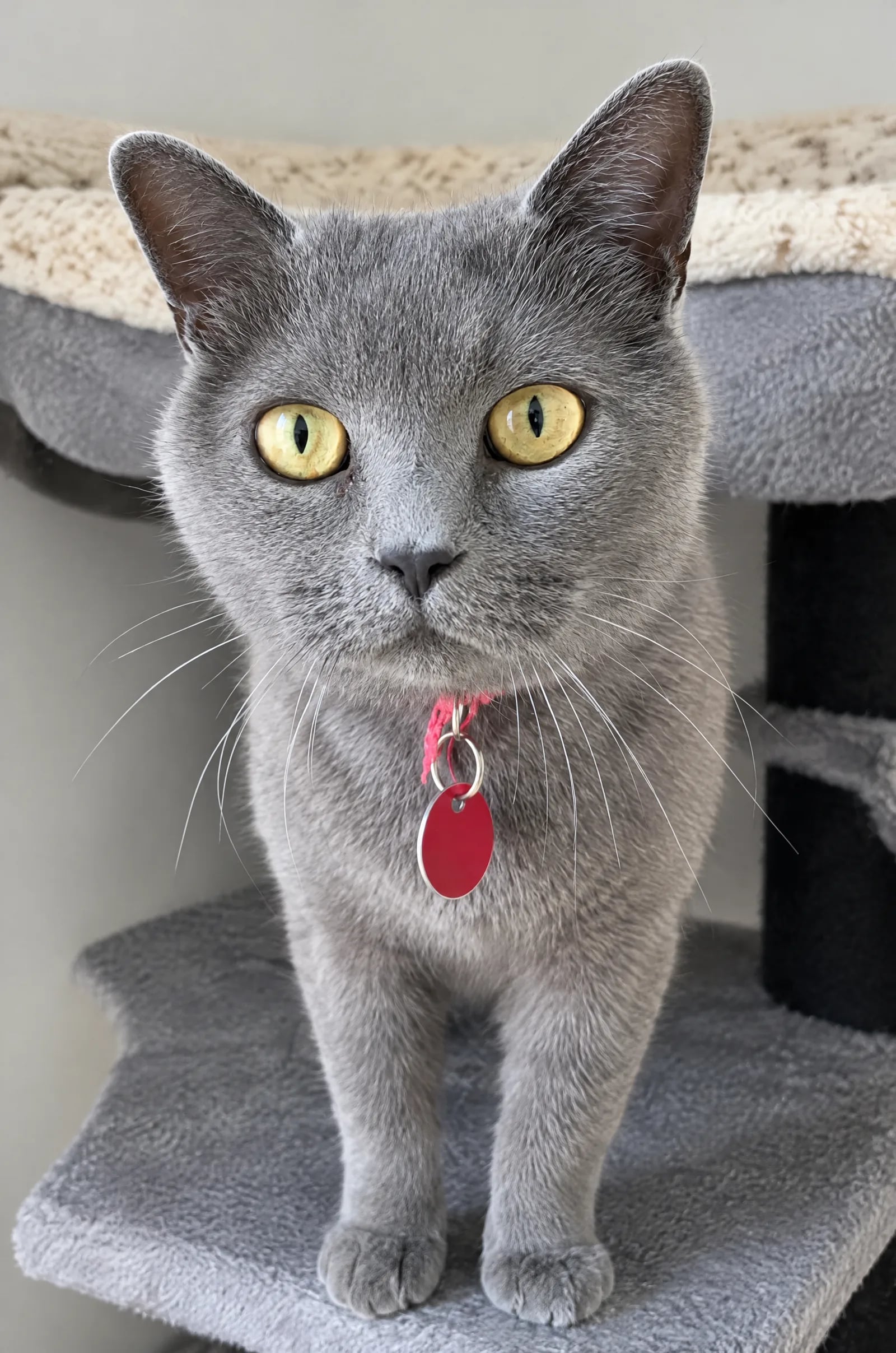 Katze, für die das Hotel geeignet ist