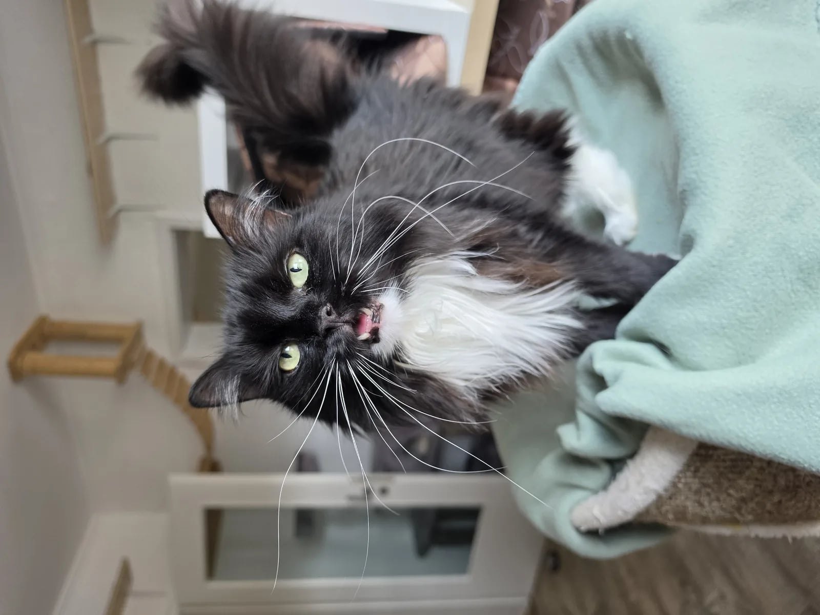 Katze schaut neugierig