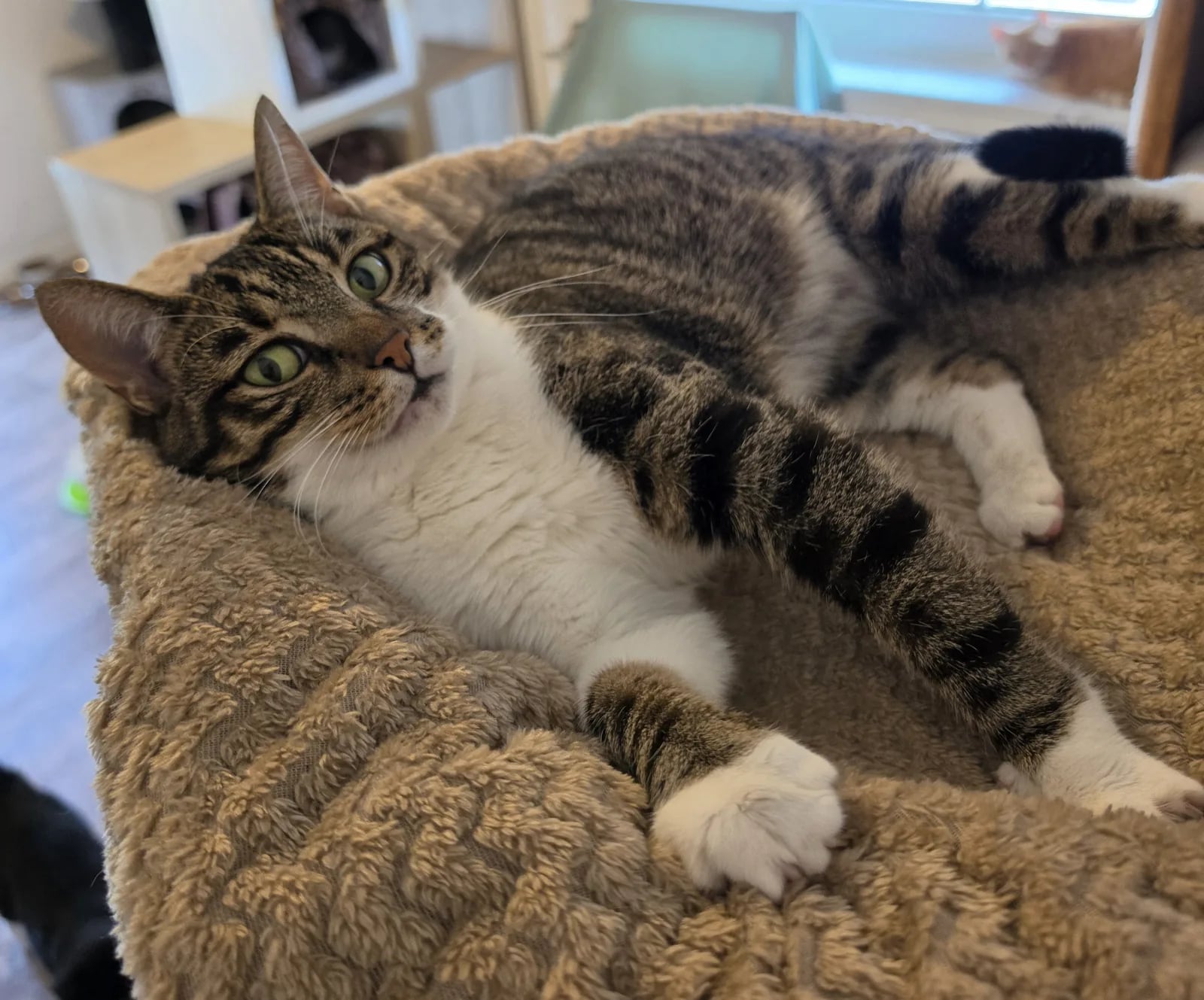 Getigerte Katze liegt entspannt im Katzenbett
