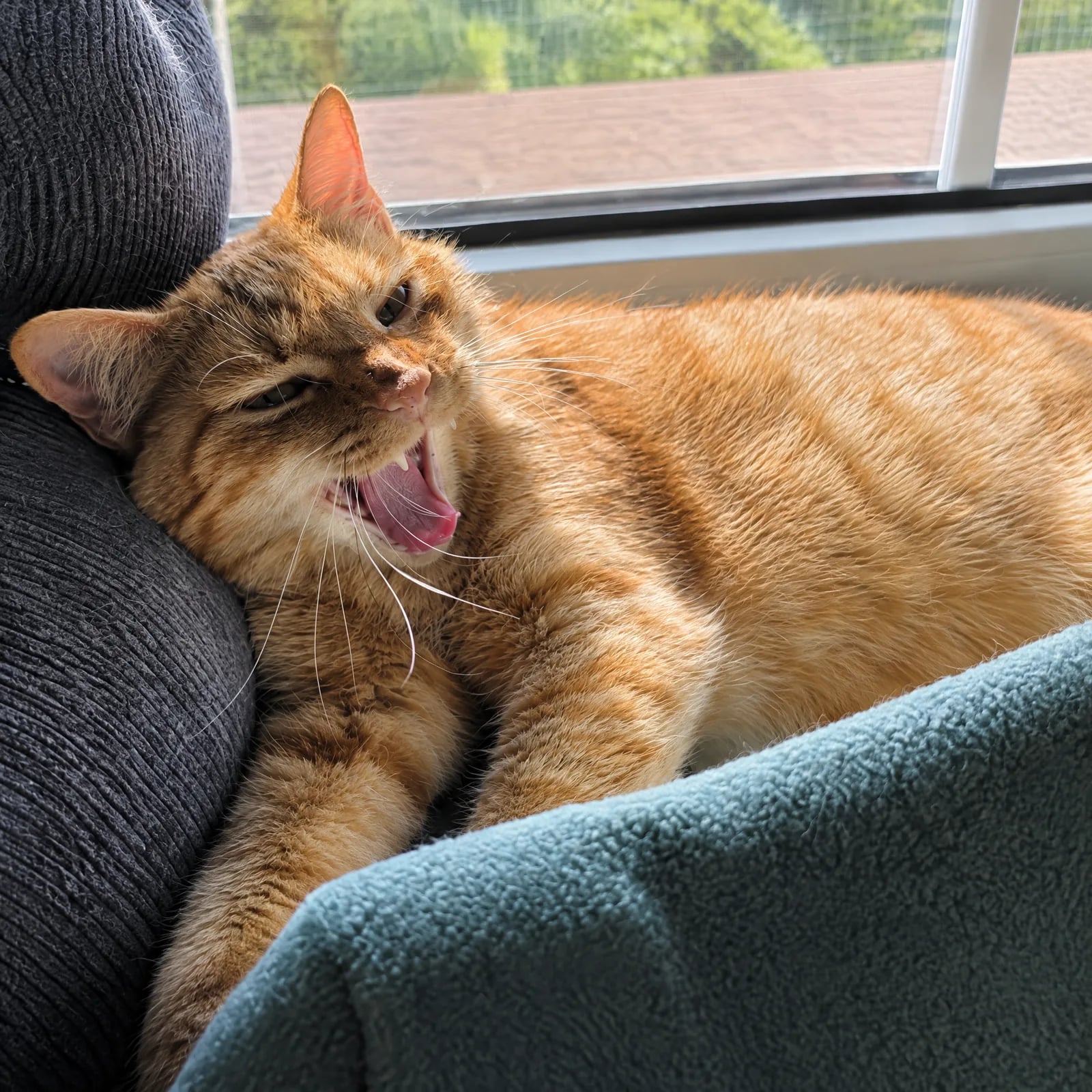 Orange getigerte Katze ruht entspannt auf einem Kissen