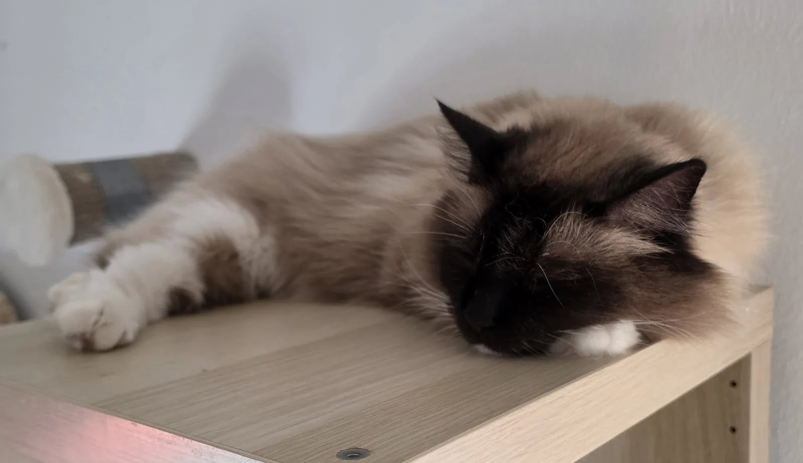 Langhaarkatze schläft entspannt auf einem Holzregal