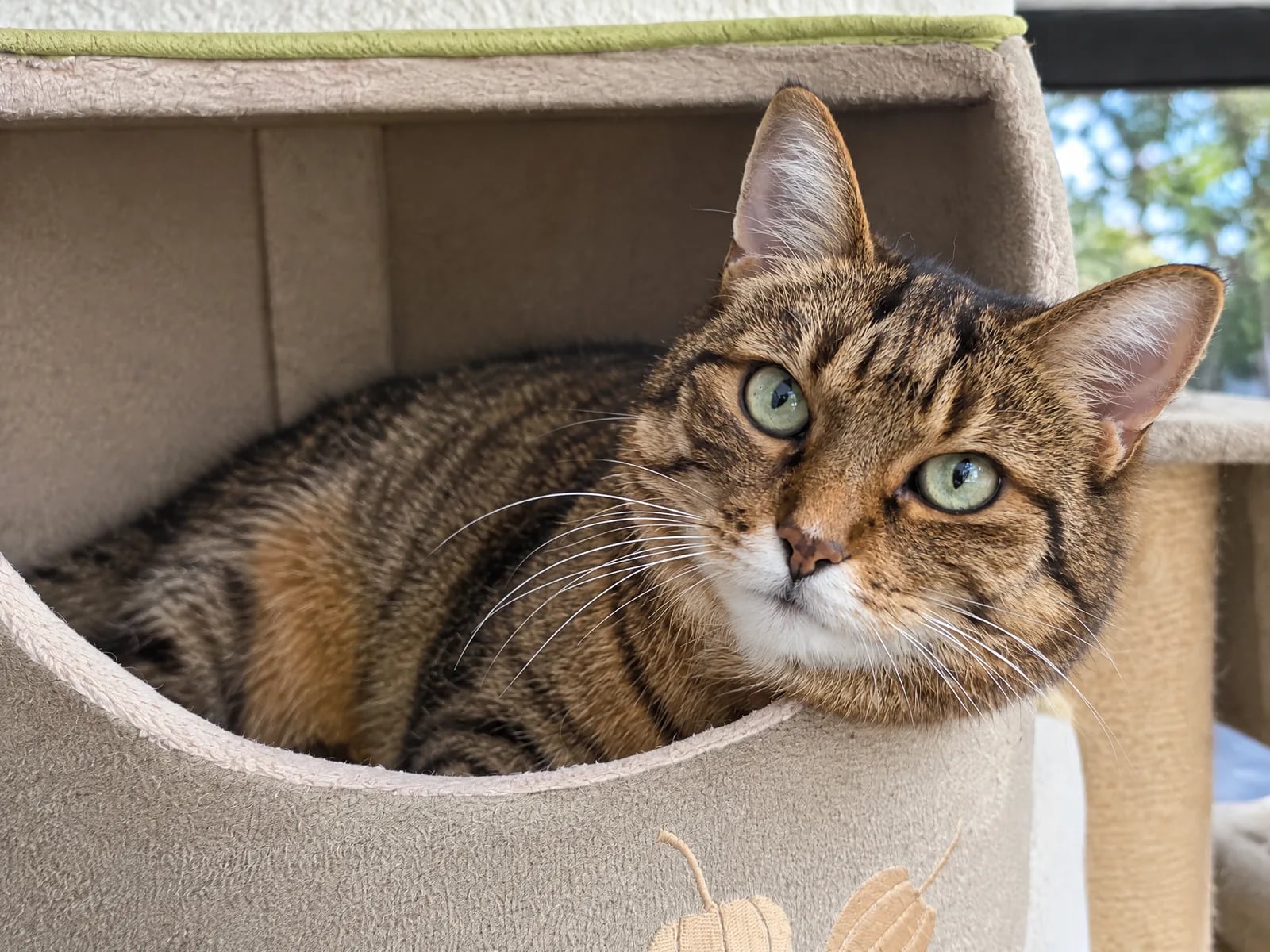 Getigerte Katze schaut aus einer Kuschelhöhle