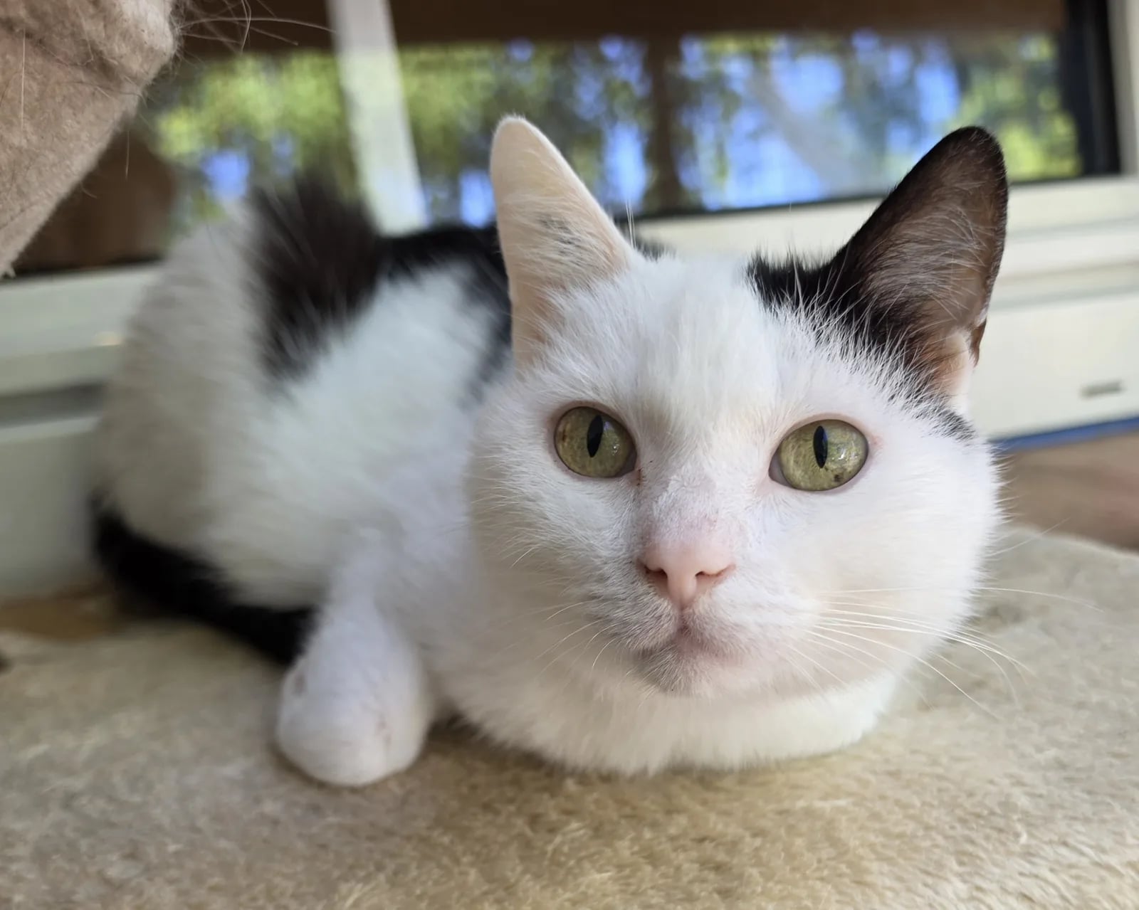 Katze ruht aufmerksam im Innenbereich