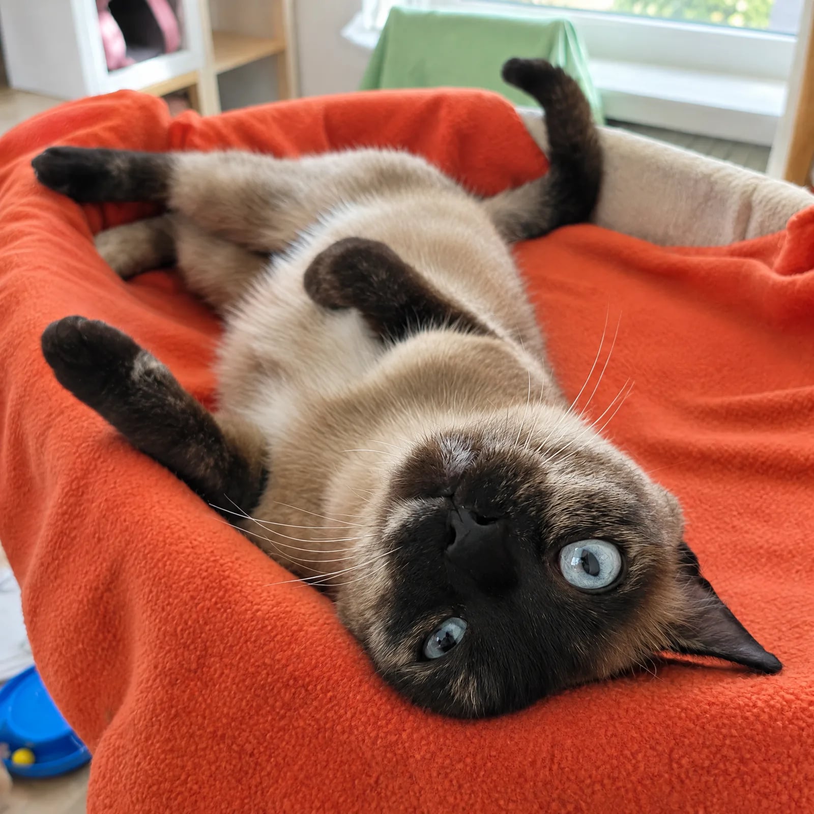 Siamkatze liegt entspannt auf dem Rücken