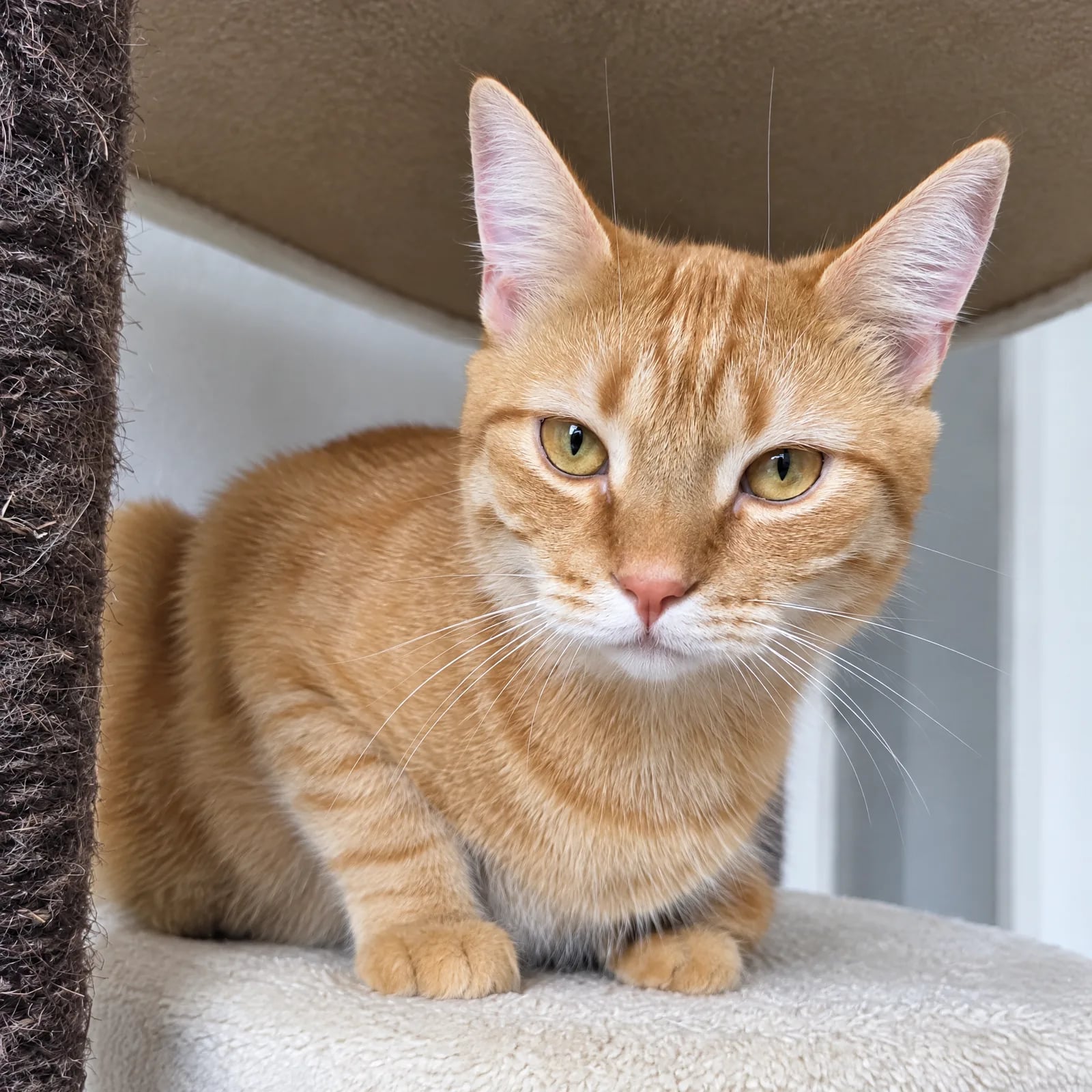Orange getigerte Katze entspannt auf einem Kratzbaum