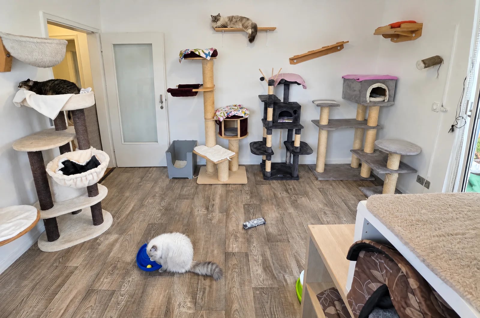 Aufenthaltsraum im Katzenhotel mit Wandregalen, Kratzbäumen und einer Katze auf dem Boden