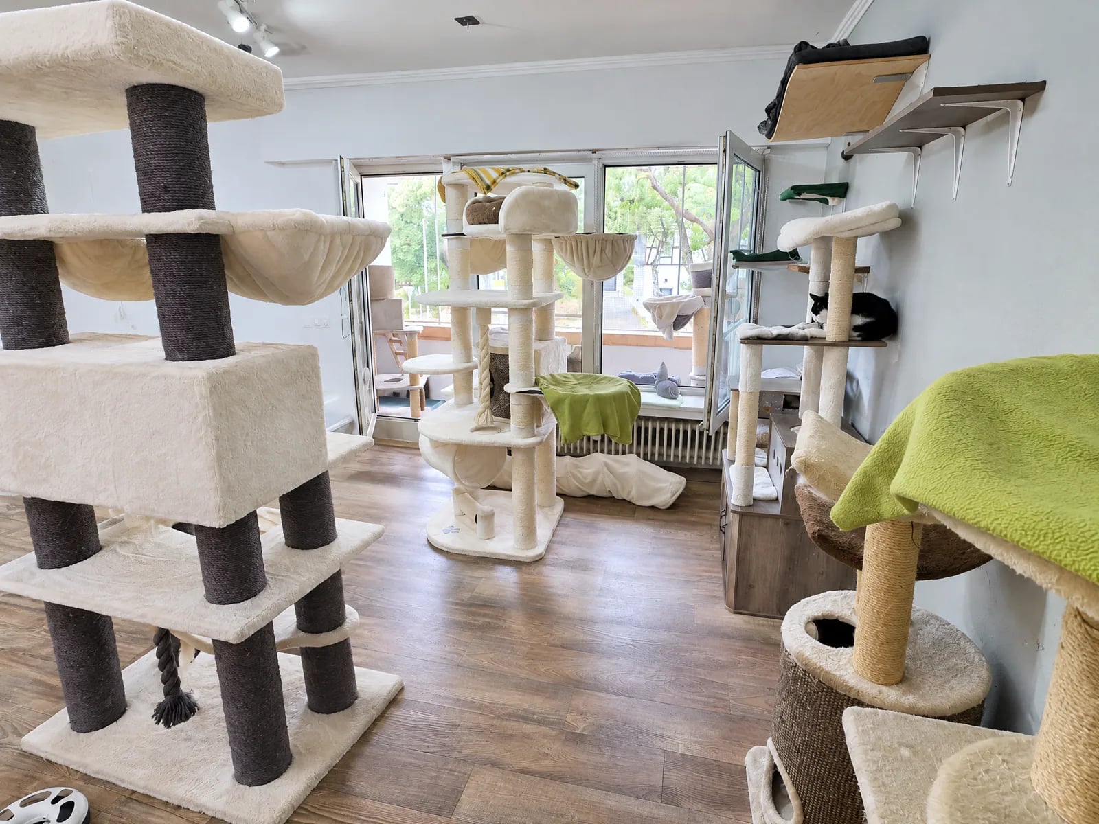 Heller, sauberer Aufenthaltsraum im Katzenhotel mit hohem Kratzturm