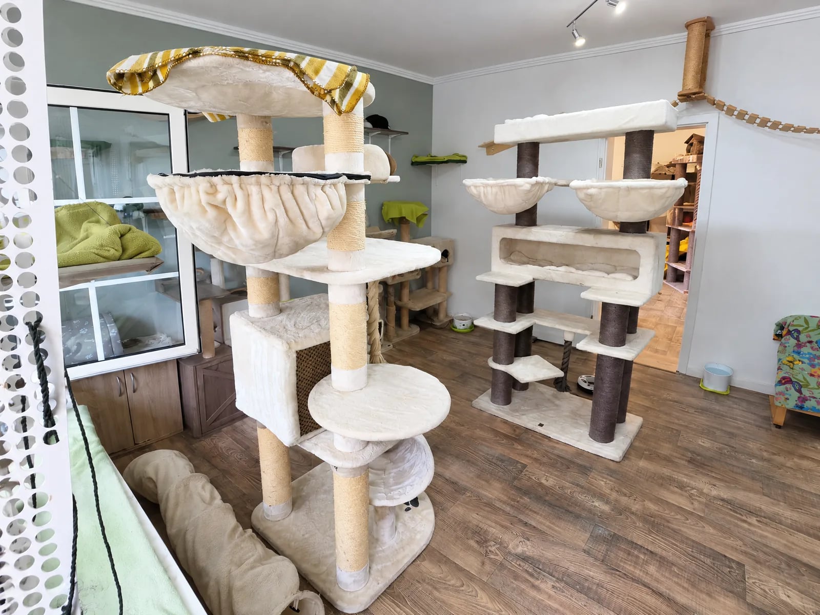 Kletterraum im Katzenhotel mit hohen Kratzbäumen, Hängematten und Seilbrücke