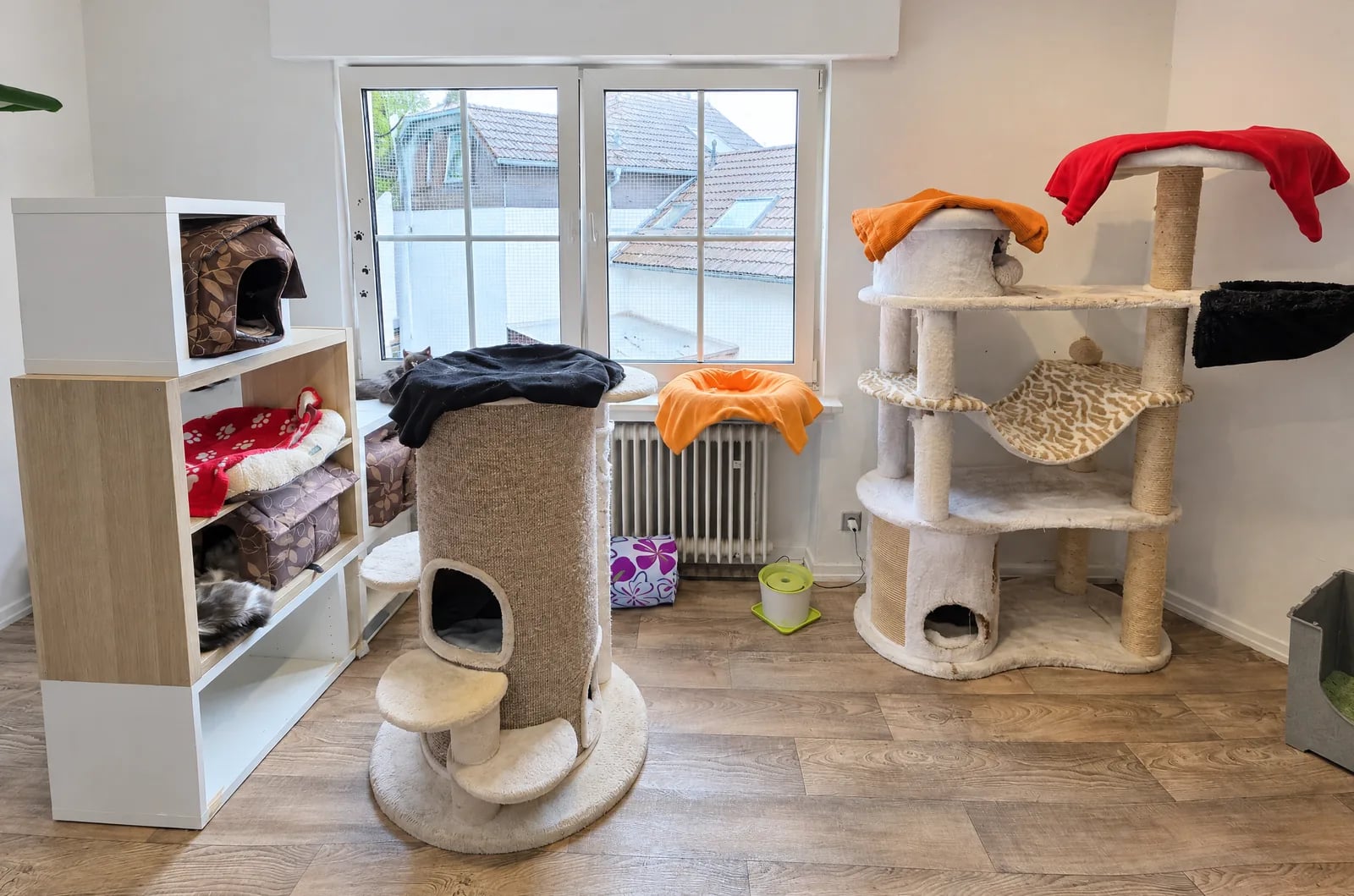 Heller Raum im Katzenhotel mit großen Fenstern, Kratzbaum und bunten Decken